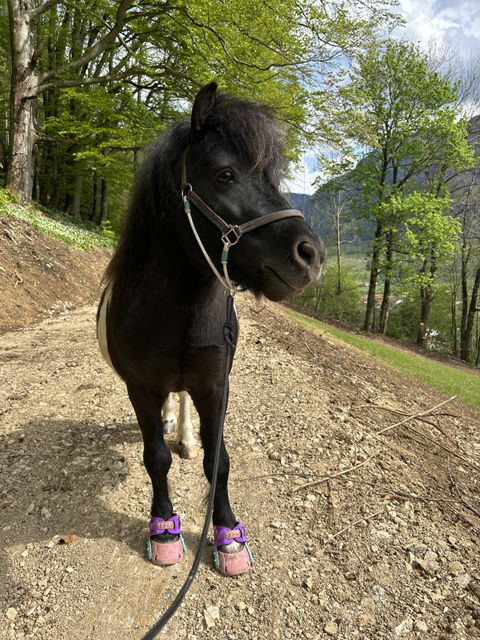 Equibalance BiomeSupport®
