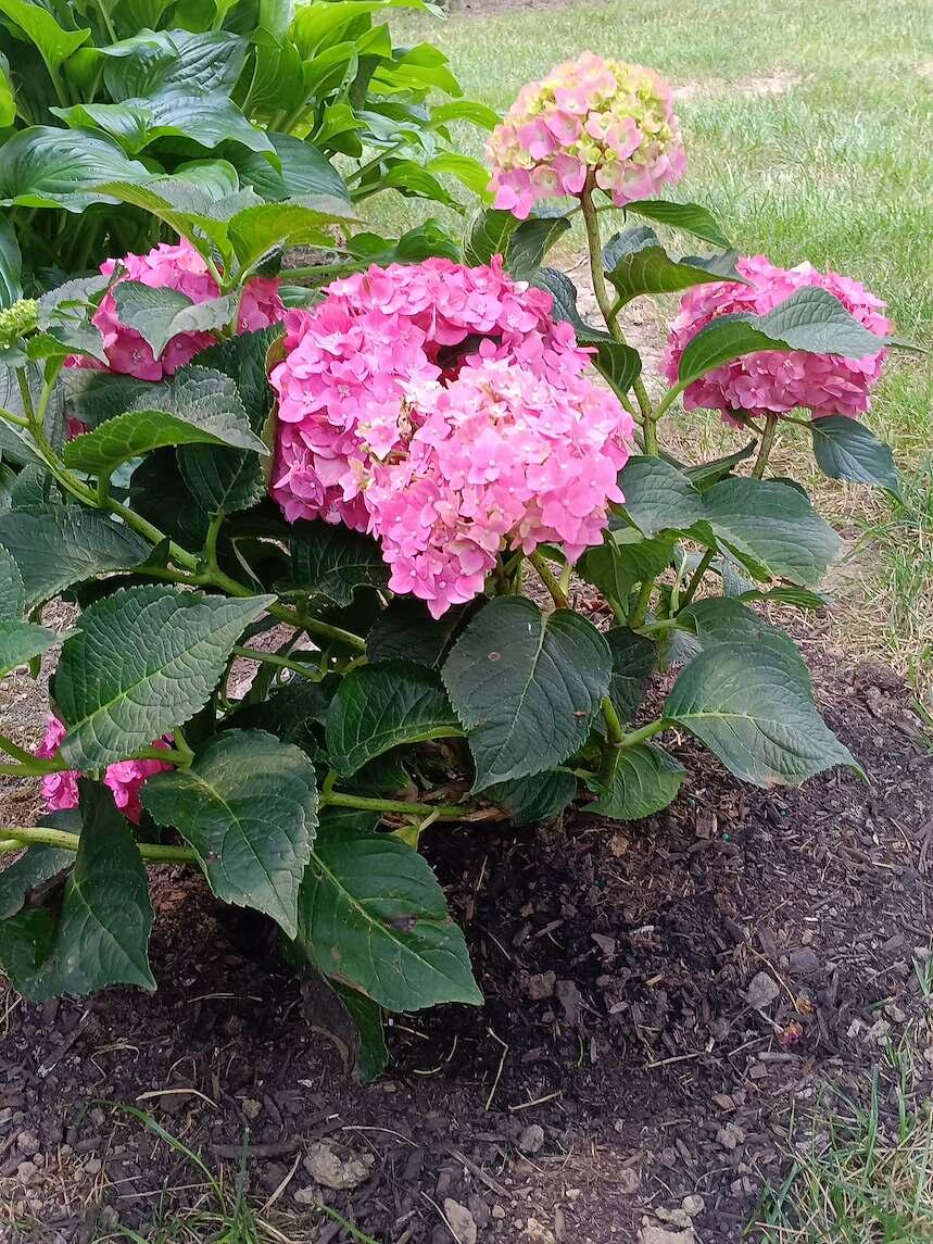Cherry Explosion™ Hydrangea | Buy at NatureHills.com