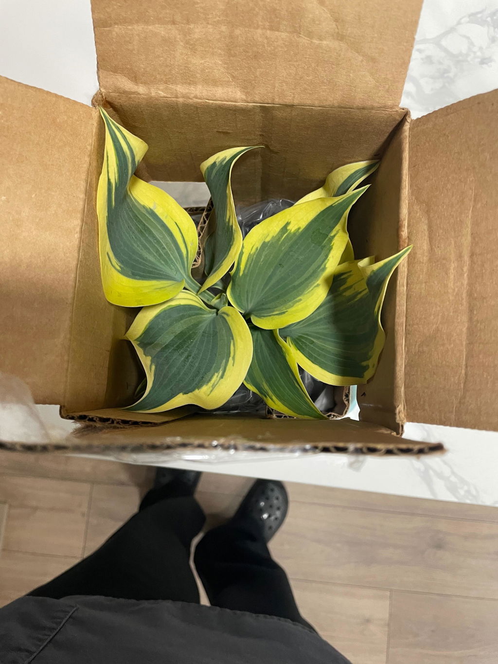 Hosta 'Happy Dayz' – New Blooms Nursery