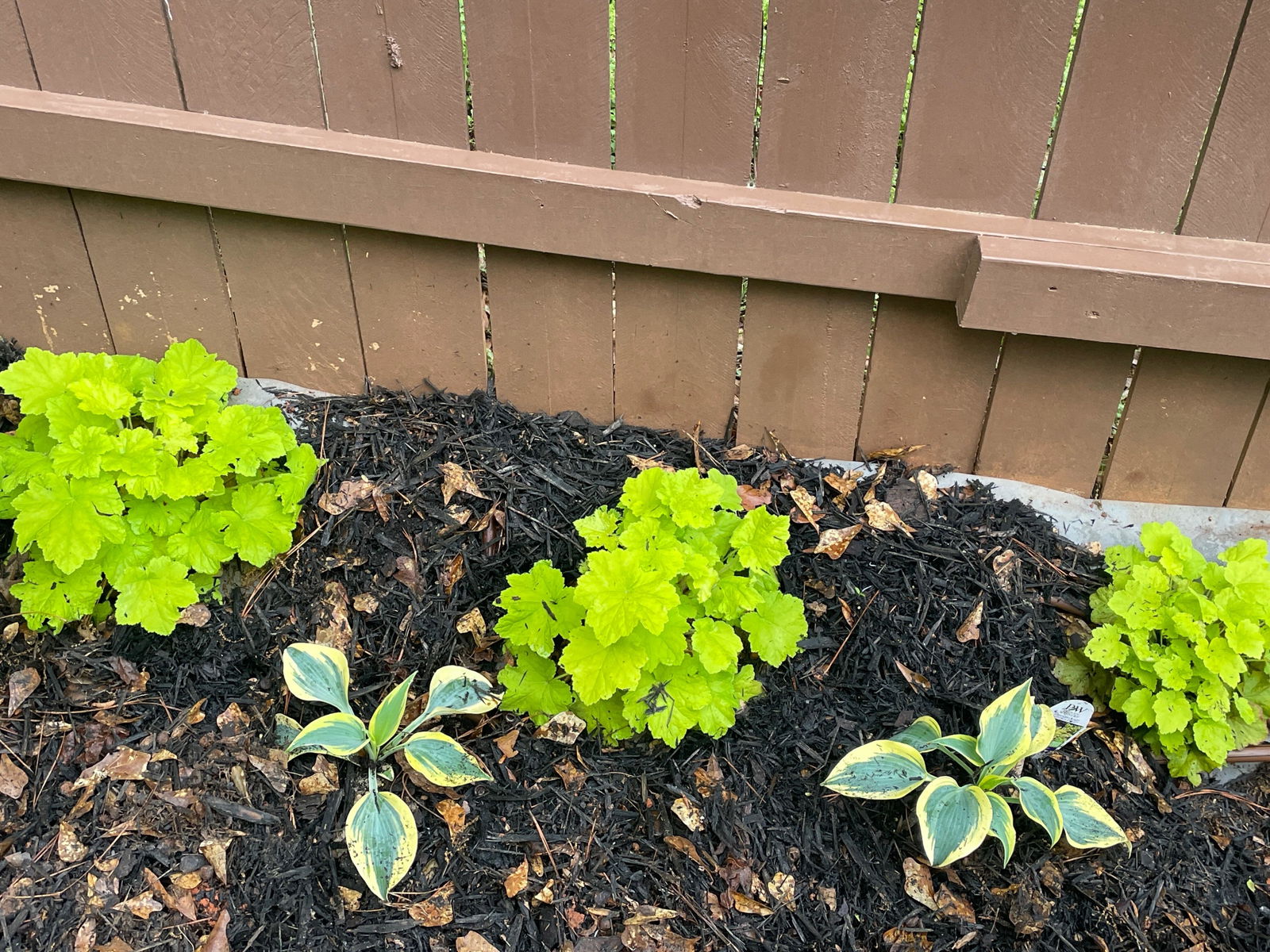 Hosta 'Happy Dayz' – New Blooms Nursery