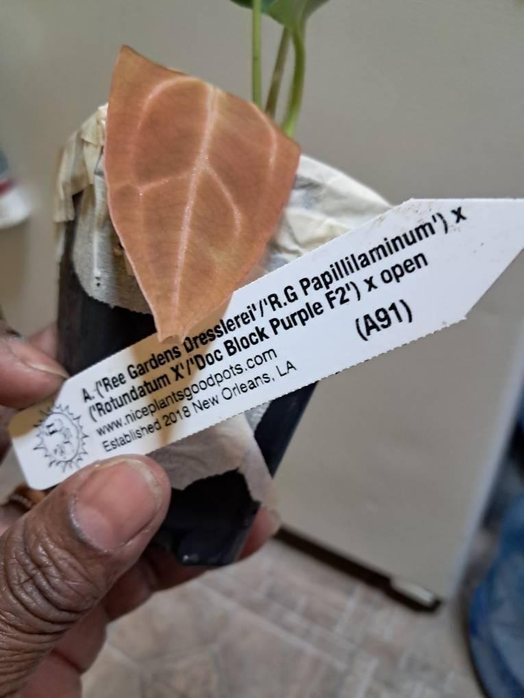 Anthurium 'Rotundatum X' x 'Doc Block Purple F2' (1x2) (A35
