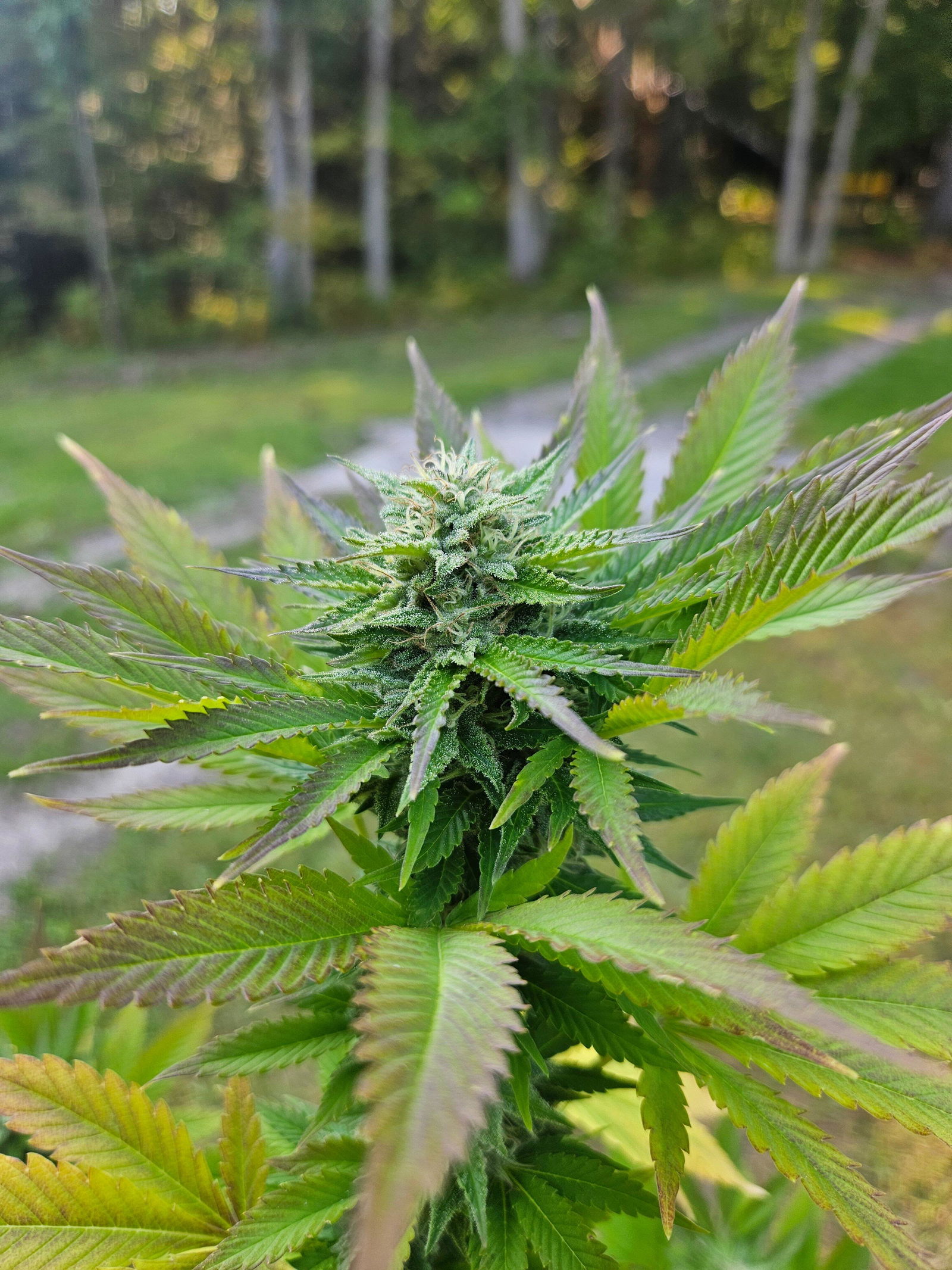 CRDB70%マウイワウイ Hawaii Maui Waui - Tropical Vibes