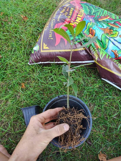 2 Bay Laurel Plants in 3.5" Cubes | Live Evergreen Culinary Herb with Aromatic Leaves for Fresh Cooking, Gardens & Pots (Laurus nobilis)