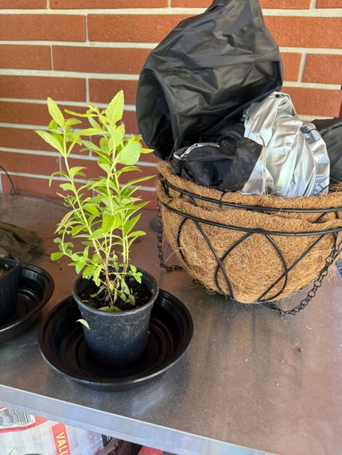 2 Lemon Verbena Plants in Cubes | Aromatic Perennial Culinary Herb with Lemon-Scented Foliage for Teas, Pots & Gardens (Aloysia citrodora)