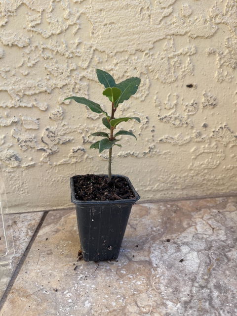 2 Bay Laurel Plants in 3.5" Cubes | Live Evergreen Culinary Herb with Aromatic Leaves for Fresh Cooking, Gardens & Pots (Laurus nobilis)