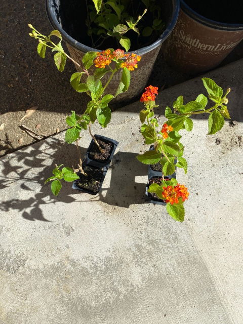 Dallas Red Lantana in 2.5” Nursery Cubes (Lantana camara ‘Dallas Red’) | Flowering Shrub for Borders, Containers & Gardens | Ready-to-Plant