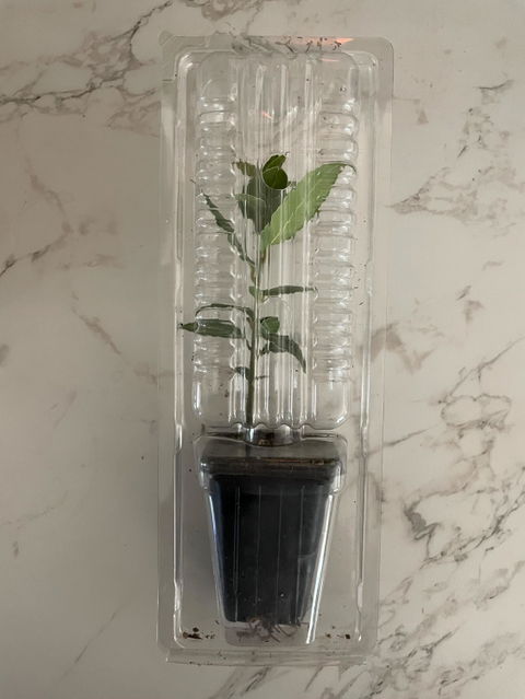 2 Bay Laurel Plants in 3.5" Cubes | Live Evergreen Culinary Herb with Aromatic Leaves for Fresh Cooking, Gardens & Pots (Laurus nobilis)