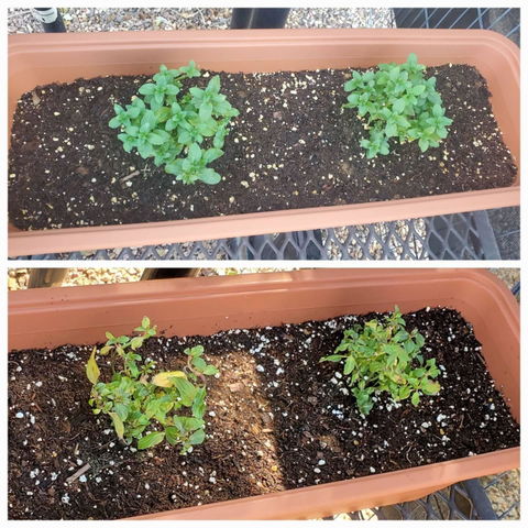 Chocolate Mint | Live Herb in 2.5 Inch Nursery Cube | Mentha x piperita f. citrata Chocolate