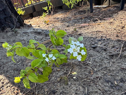 Trailing White Lantana | Live Plant in 2.5 Inch Nursery Cube | Lantana Montevidensis