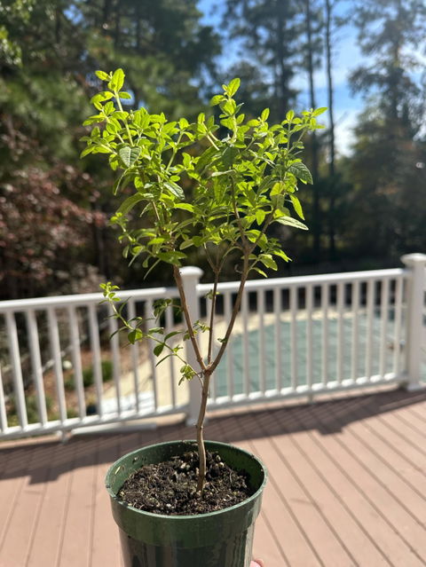 2 Lemon Verbena Plants in Cubes | Aromatic Perennial Culinary Herb with Lemon-Scented Foliage for Teas, Pots & Gardens (Aloysia citrodora)