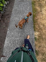 Roam Pro | Quick-Adjustable Hands-Free Leash with Built-In Traffic Handle