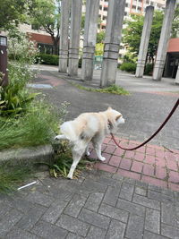 ニュートリーツ バイタルズプラス 犬用 オメガ3 関節皮膚サポート サプリメント