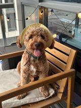 Linen Mellow Dog Bucket Hat