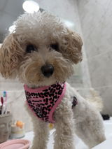 correa Kenia pink
