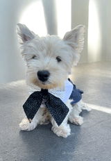 Dainty Dapper Sailor Bow