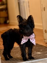 Pink Daisy Bow, Sailor bow and Scrunchies