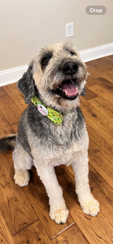 Personalized Party Green Handmade Dog Collar bow tie