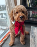 Christmas Red velvet Handmade Sailor bowtie for your pets