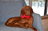 Holiday Red velvet Bow tie