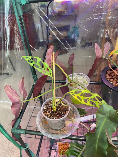 Monstera Obliqua Peru