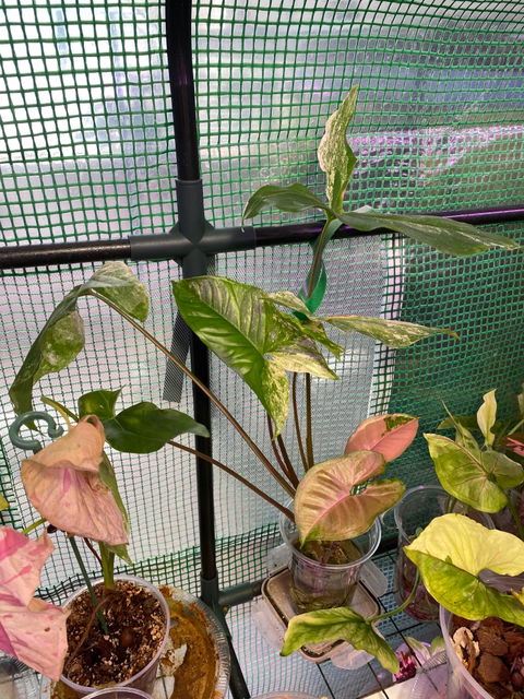 Syngonium Mint of Sumatra
