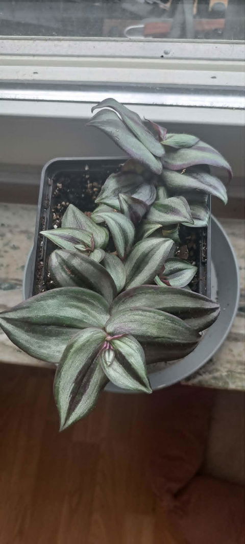 Tradescantia zebrina 'Zebrablad'