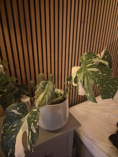 Monstera Thai Constellation