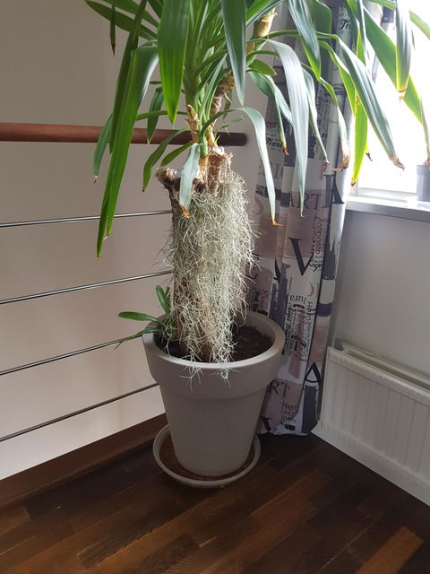 Tillandsia usneoides 'Spansk mossa'