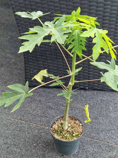 Papayaträd "Carica papaya" ätbar