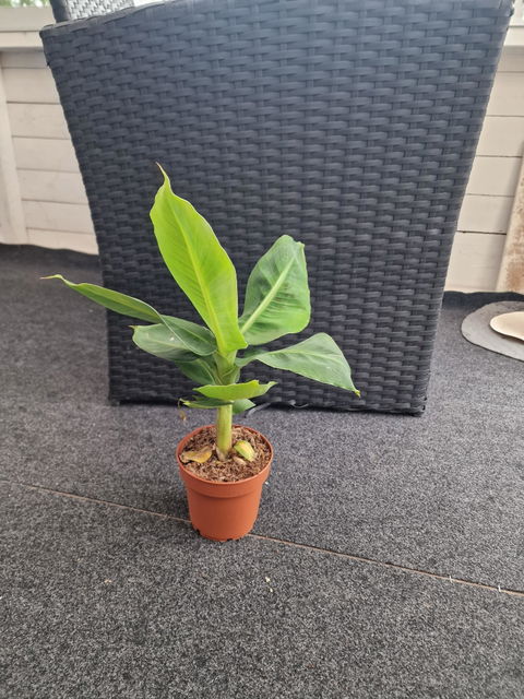 Bananplanta 'Musa Dwarf Cavendish' ätbar