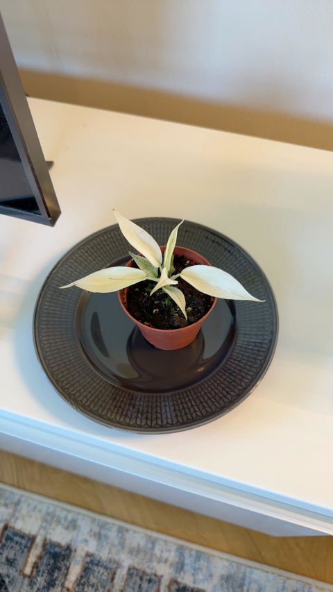 Philodendron 'Florida Ghost'