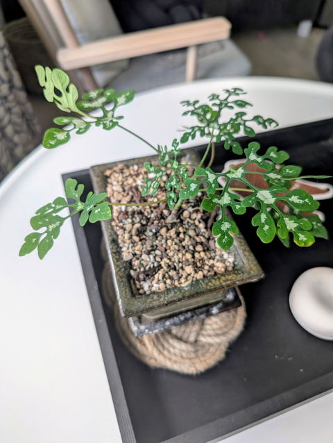 Adenia perrieri