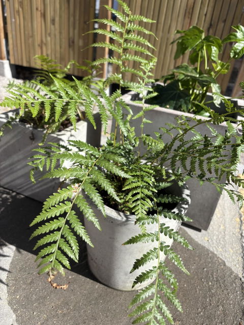 Dicksonia antarctica 'frosttålig trädormbunke'