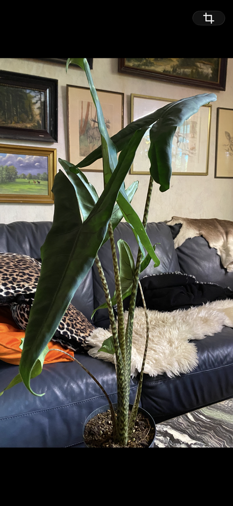 Alocasia zebrina 'tigrina superba'