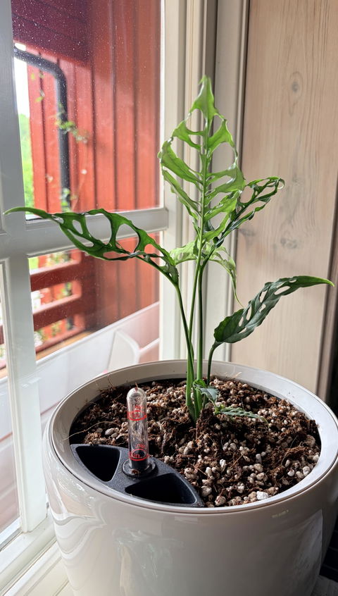 Monstera obliqua 'Peru'