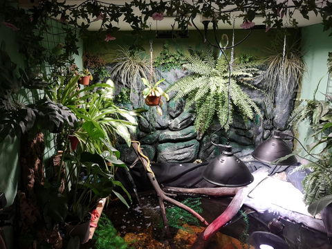 Nepenthes × 'Sam'
