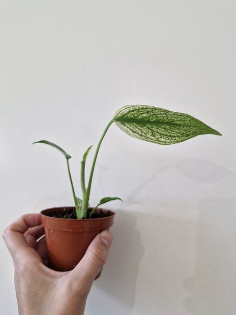 Monstera ‘Devil Monster’