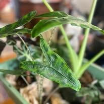 Alocasia zebrina reticulata form