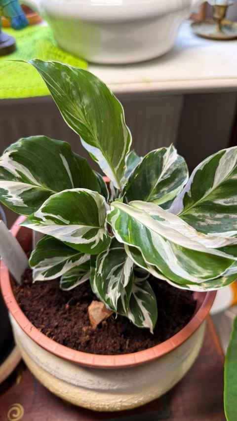 Calathea 'White Fusion'