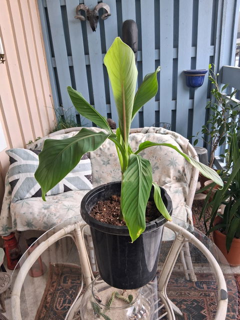Musa basjoo (frosttåligt bananträd)