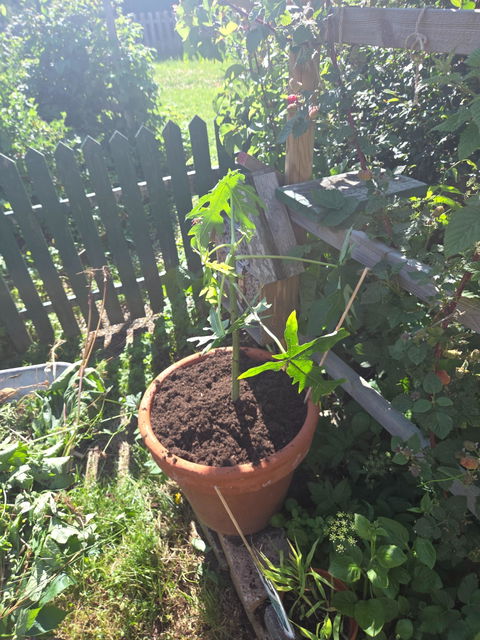 Papayaträd "Carica papaya" ätbar