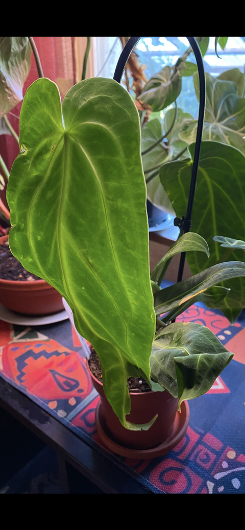 Anthurium warocqueanum
