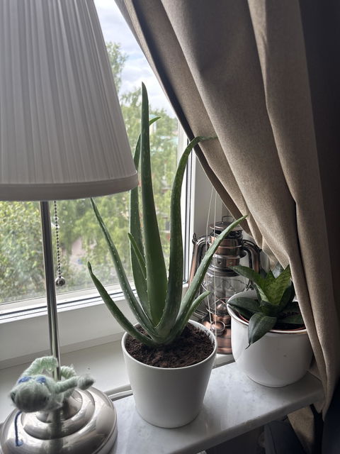 Aloe vera (Äkta aloe)