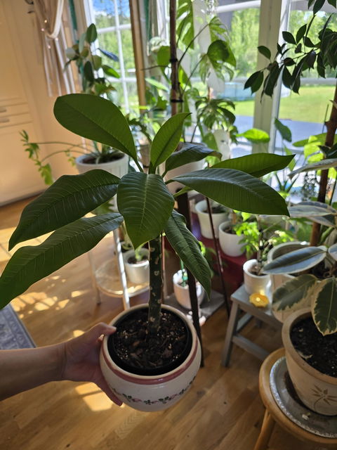Plumeria rubra | Tempelblomma
