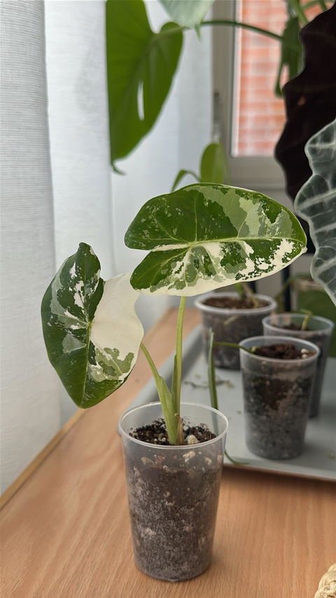 Alocasia frydek variegata