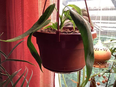 Anthurium pallidiflorum