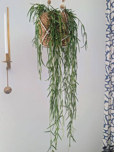 Hoya linearis