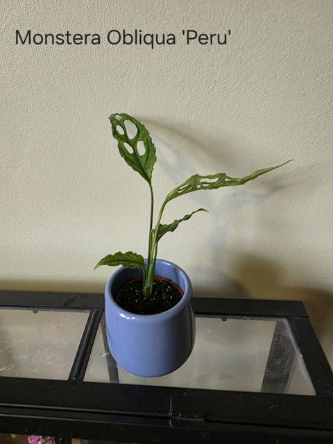 Monstera obliqua 'Peru'