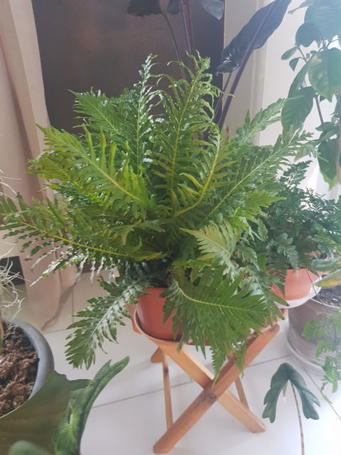 Blechnum gibbum - Dvärgträdormbunke