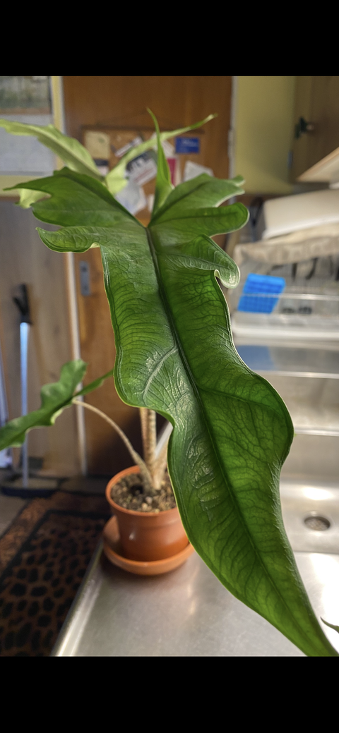 Alocasia sp. sulawesi 'sabrina narrow'